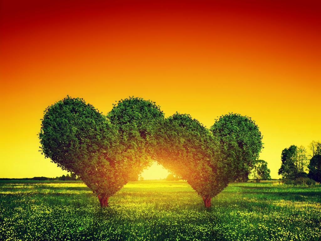 壁纸心,爱,树,日落,树,绿色,爱,心,日落