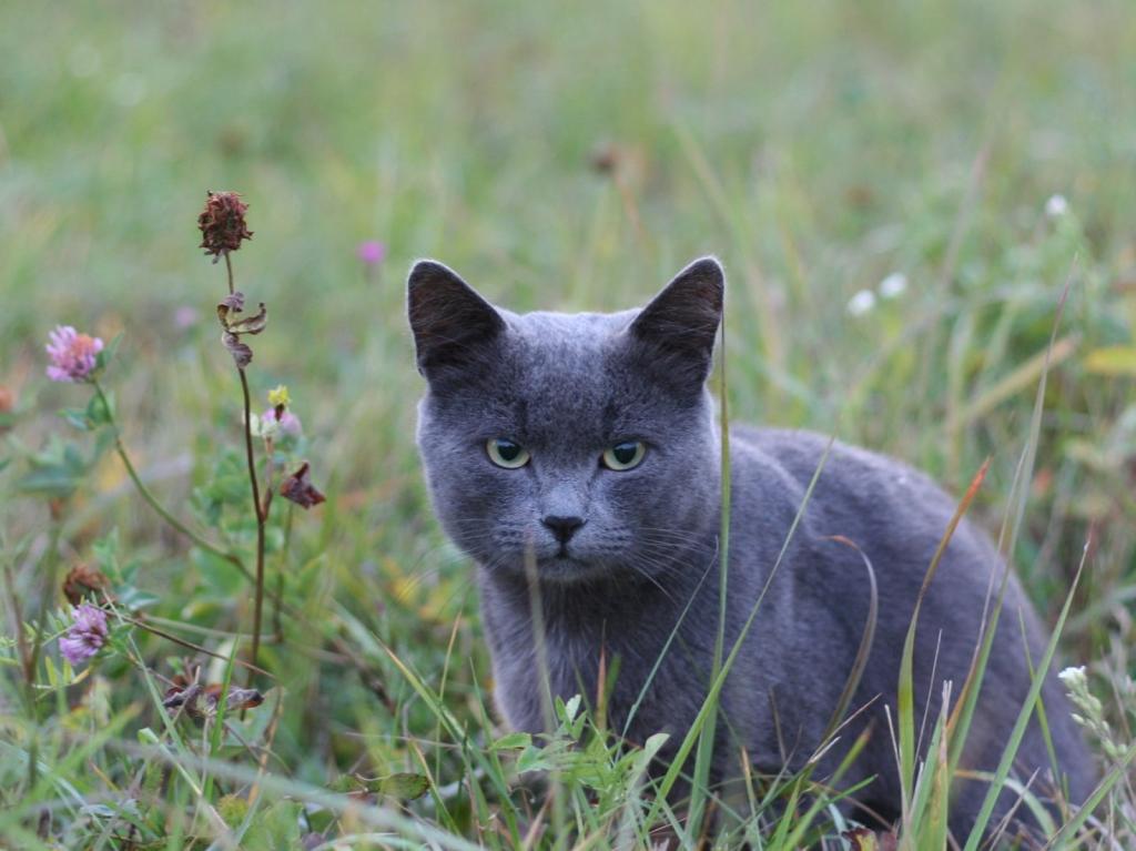 黑色的短毛皮猫在绿草中的照片高清壁纸