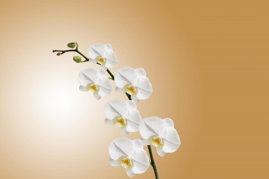 白色蝴蝶兰在棕色背景高清壁纸