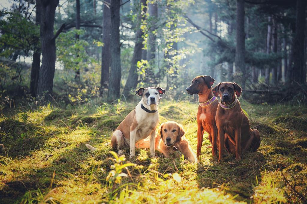 金毛猎犬,公司,四方,狗,朋友,罗得西亚脊背,森林