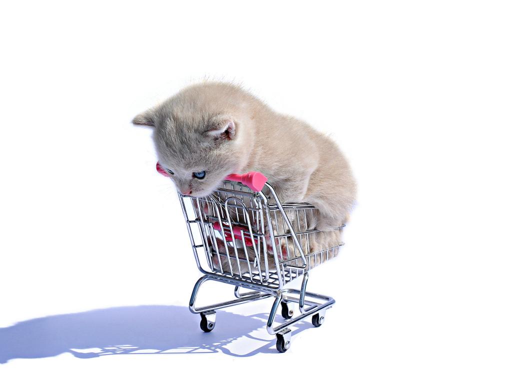 站在购物车里的小萌猫