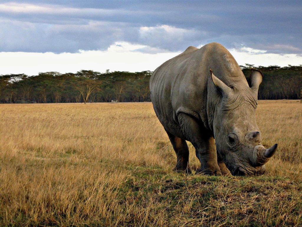在白天,肯尼亚高清壁纸绿色草地上的棕色犀牛