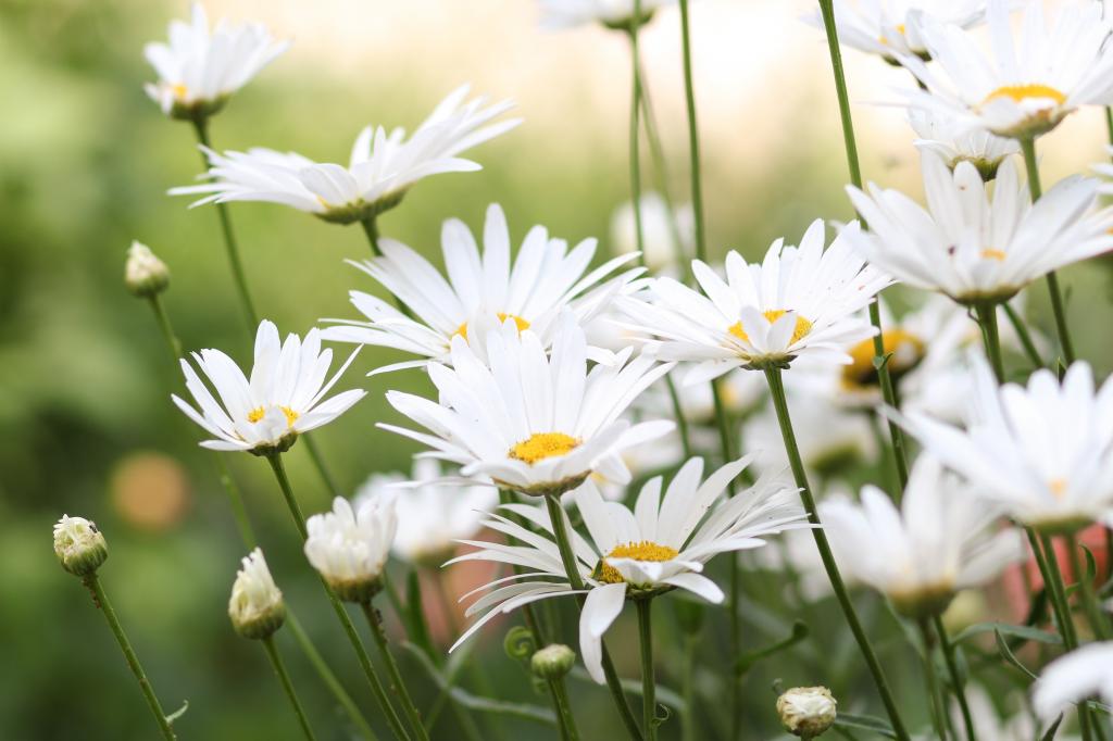 白色雏菊的浅焦点摄影高清壁纸