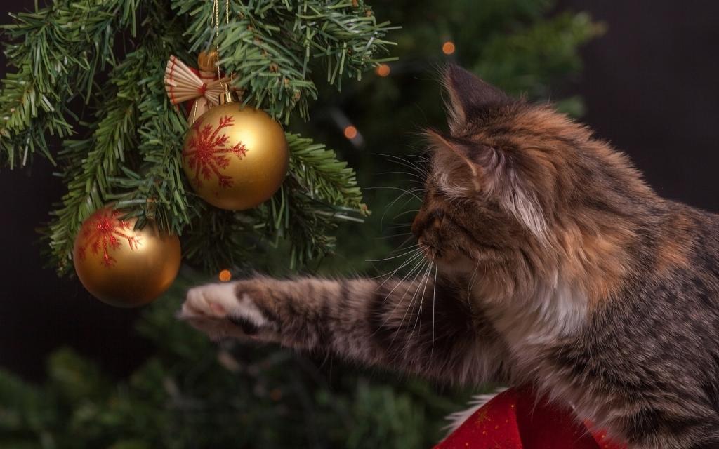 爪子,树,圣诞装饰品,虎斑猫,球,猫