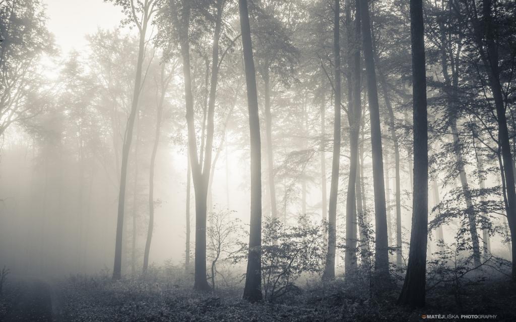 雾,树木,秋天,森林