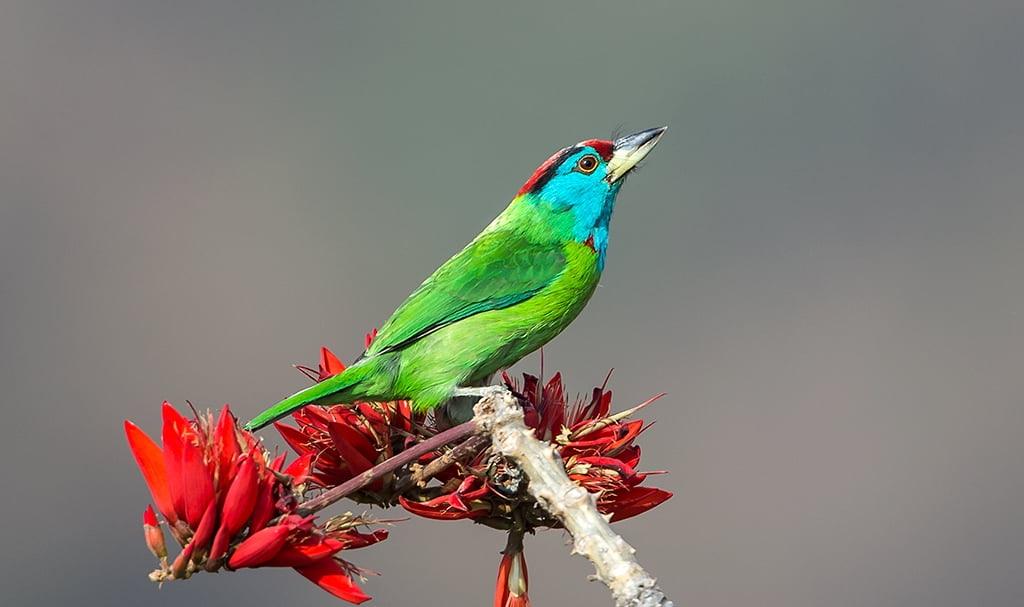 绿色和蓝色的鸟栖息在红色的花,在白天,蓝喉喉舌高清壁纸