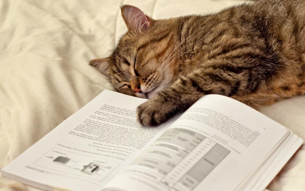 壁纸猫,谎言,睡觉,页面,爪子,书,猫