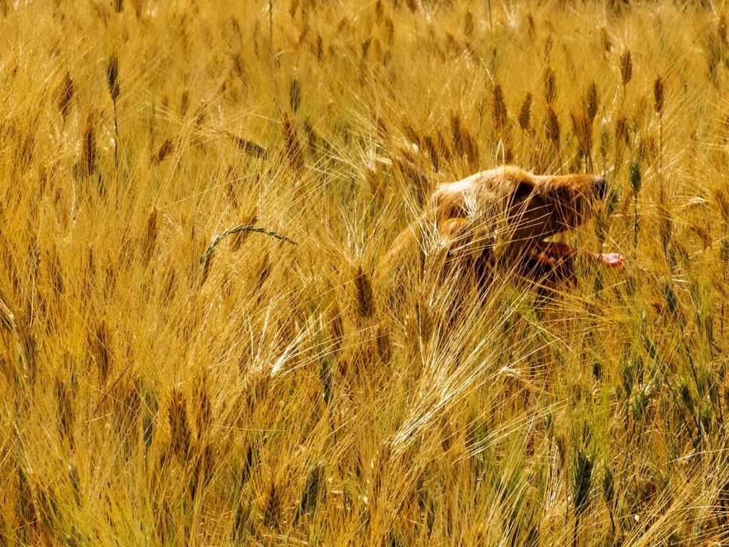 棕色的狗在麦田中的高清壁纸