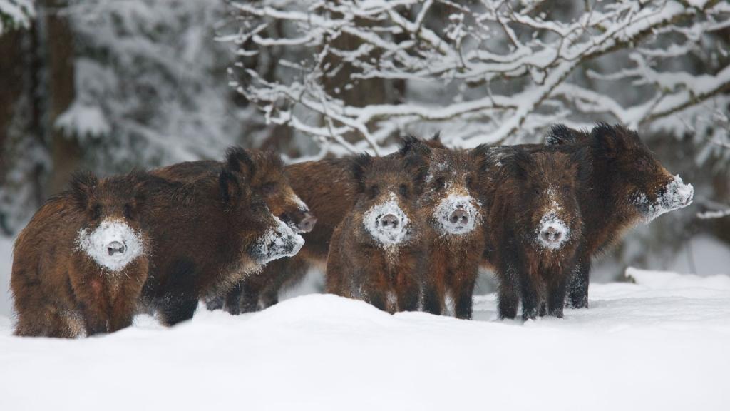 爱沙尼亚,畜群,储备,野猪,霜,冬天,雪,阿拉姆佩乔