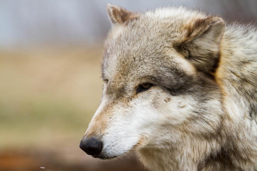 选择重点的长长的棕色和灰色的狼脸,狼的高清壁纸