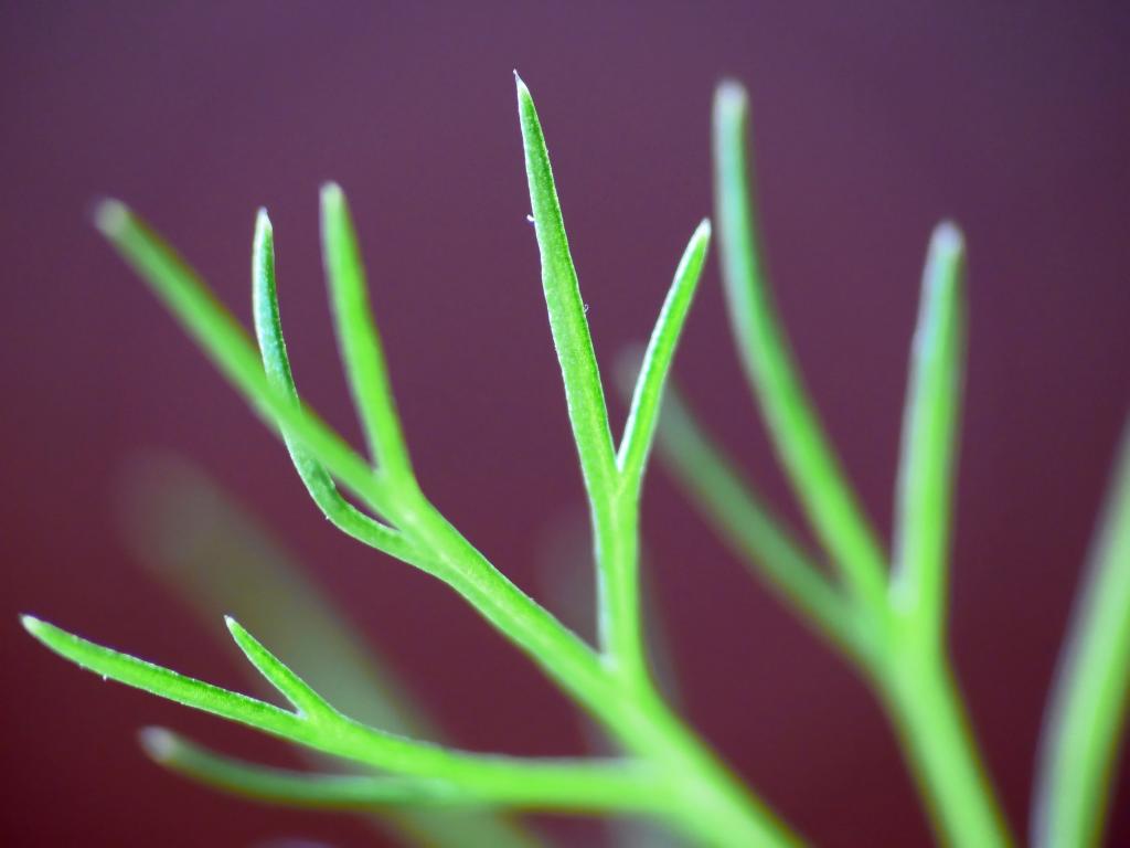 绿色的植物,茴香高清壁纸的选择性焦点摄影