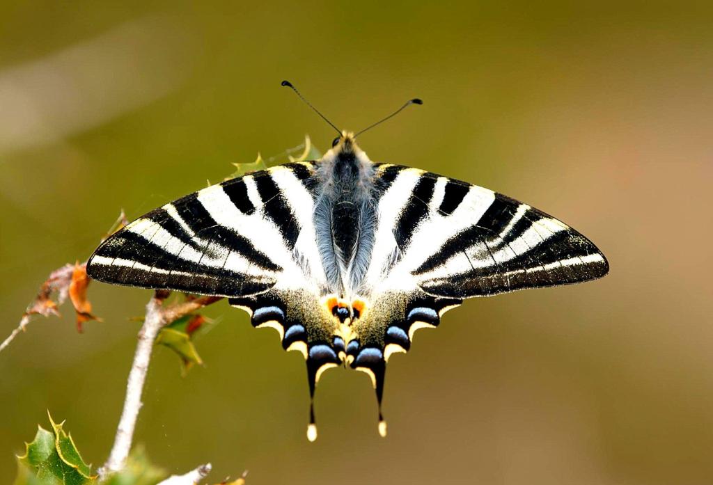 有选择性的摄影黑色和白色的飞蛾,稀缺的燕尾,iphiclides podalirius高清壁纸
