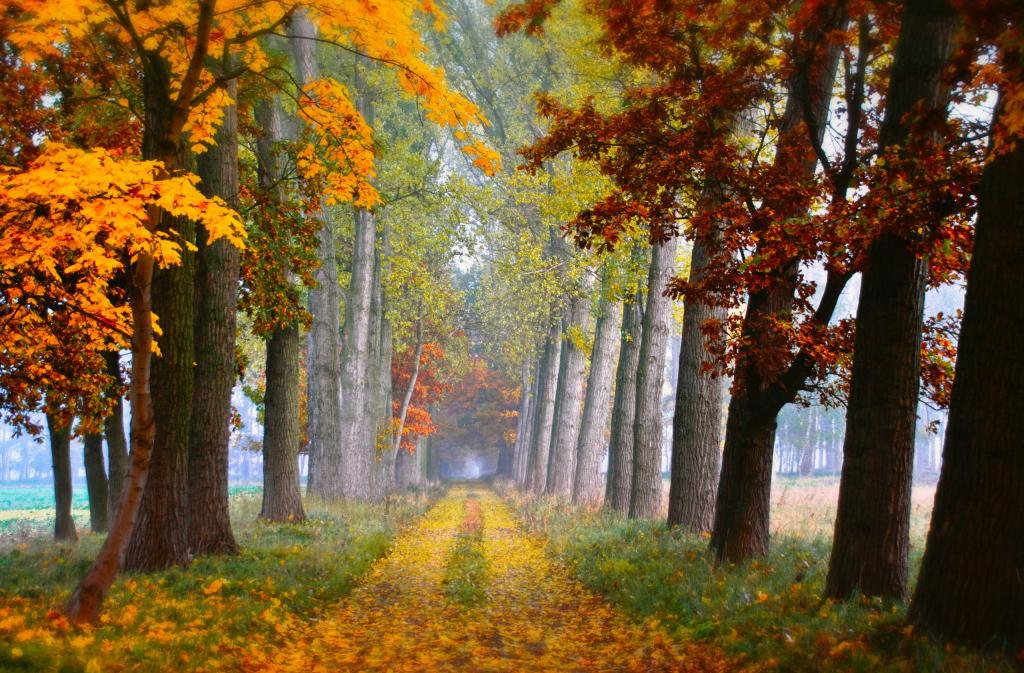 路,树,秋天