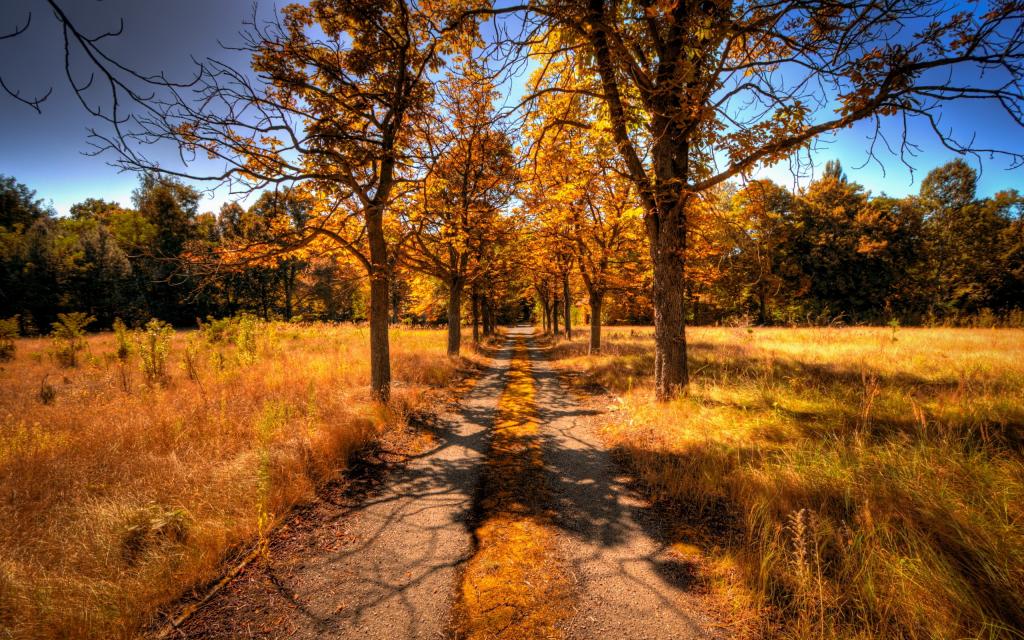 道路,树木,秋天,景观