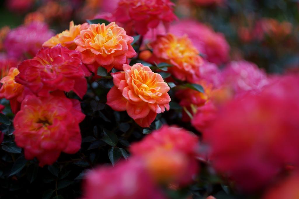 粉红色的玫瑰鲜花选择性聚焦照片高清壁纸