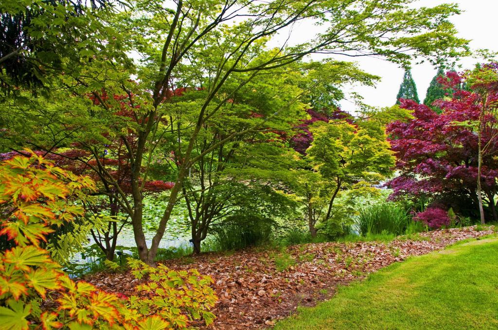 温哥华,VanDusen植物园,花园,树木,灌木,树叶,草地,加拿大,池塘