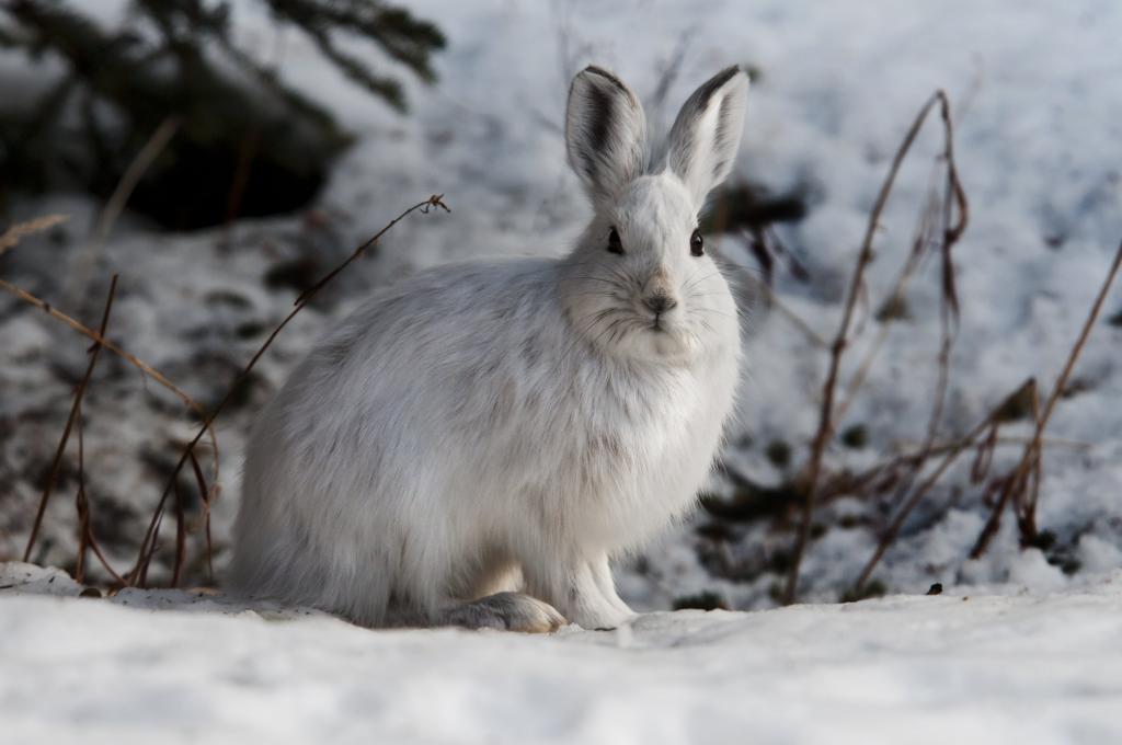雪地上的白兔子,雪鞋野兔高清壁纸