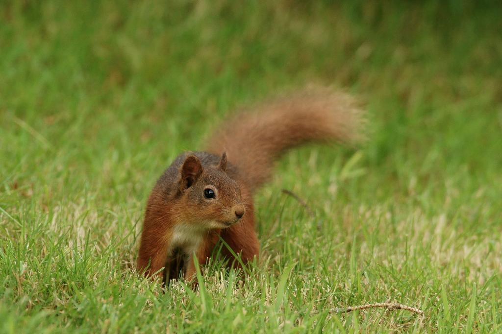 棕色的松鼠,在绿色草地上,红松鼠高清壁纸