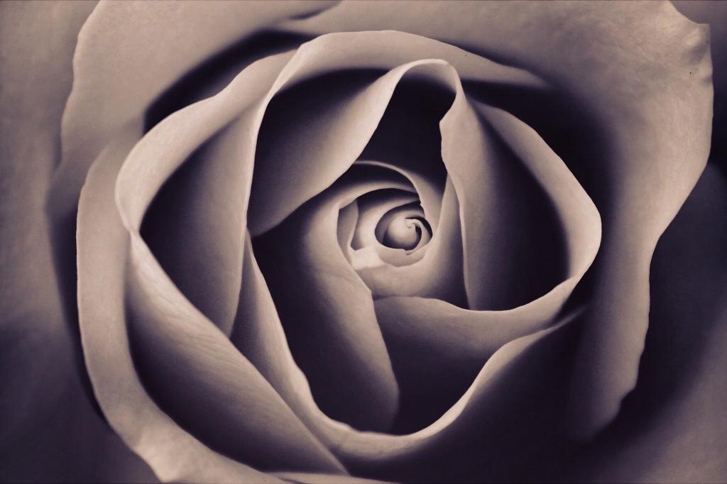 灰度摄影的玫瑰高清壁纸