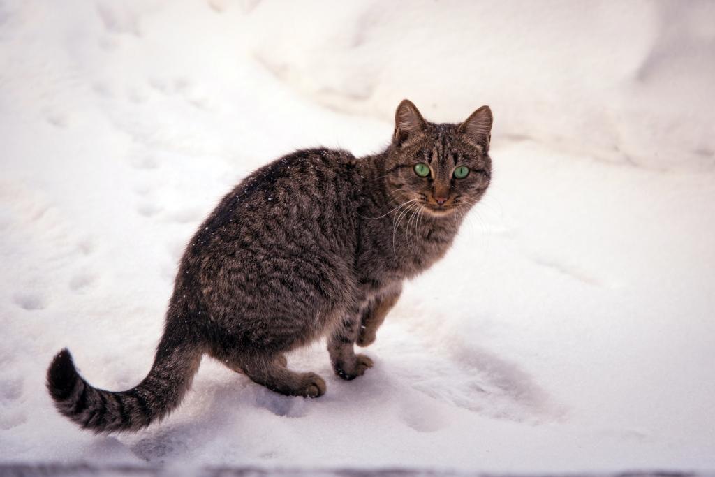 猫,雪,性质,冬季,条纹,绿色,眼睛,猫