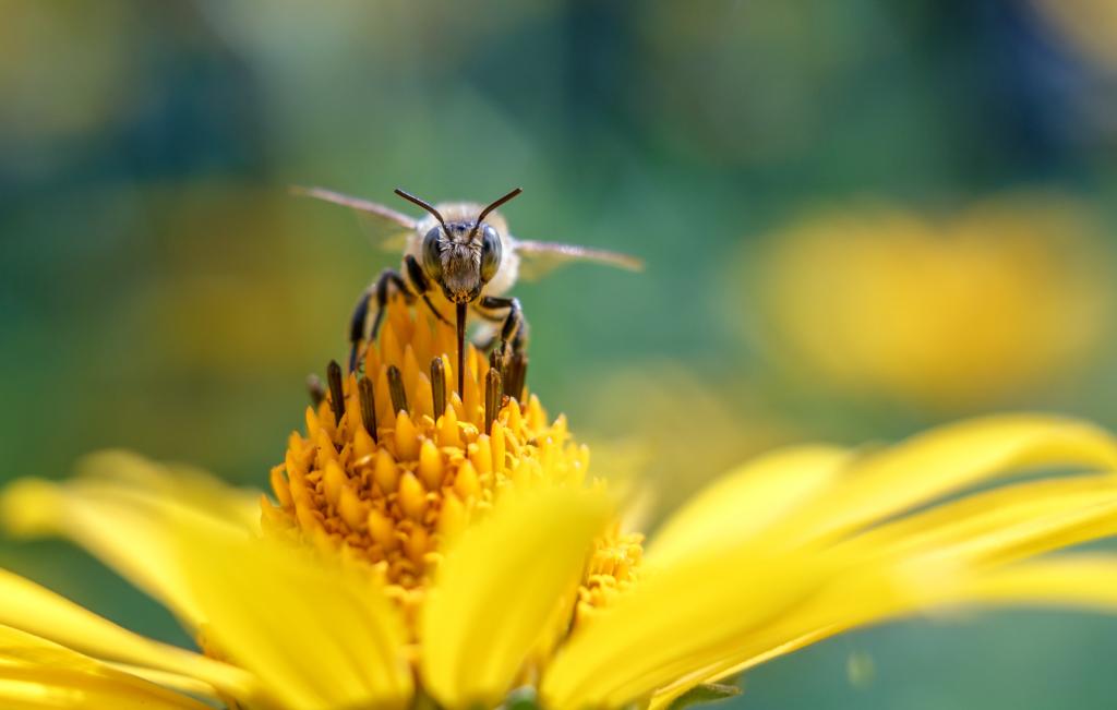 蜜蜂选择性的照片栖息在向日葵的高清壁纸