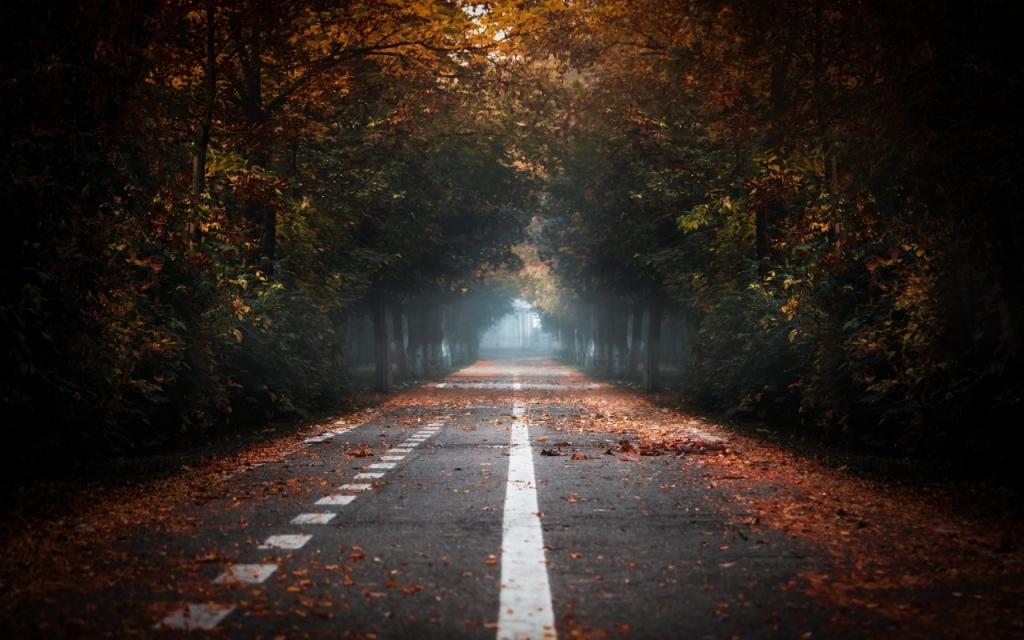 壁纸雾,路,秋天