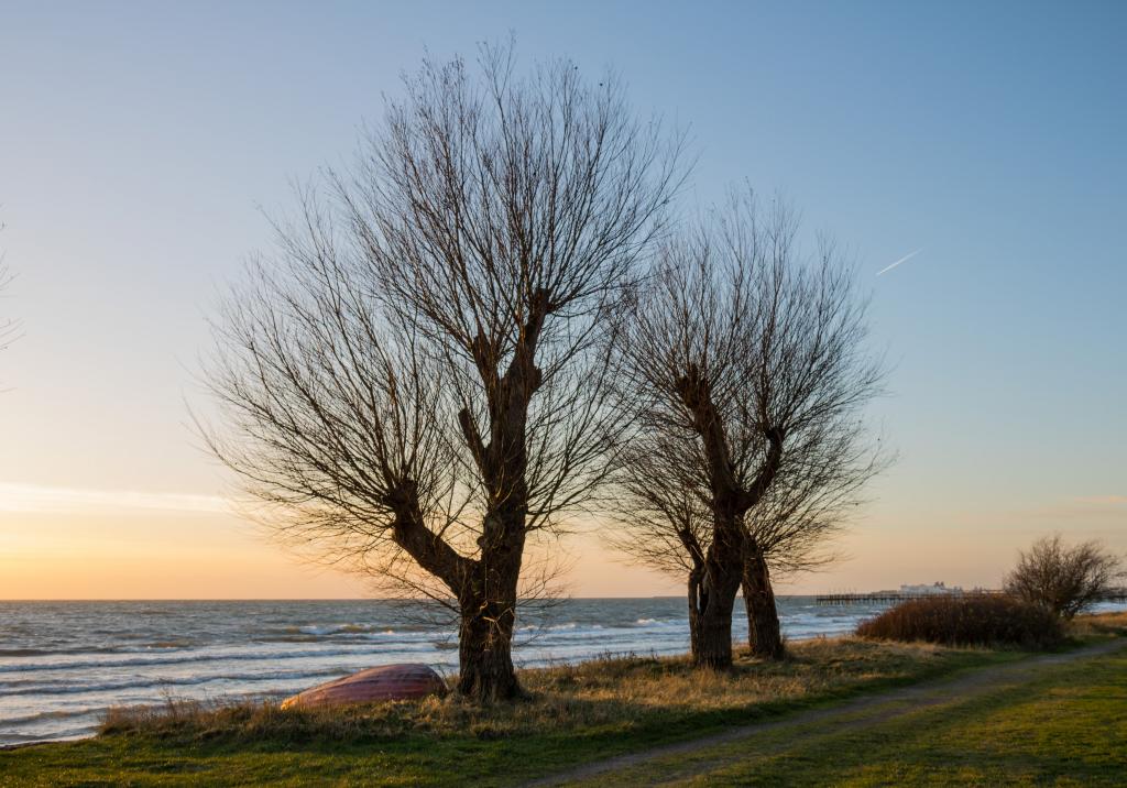 两个光秃秃的树附近的水的高清壁纸的风景摄影