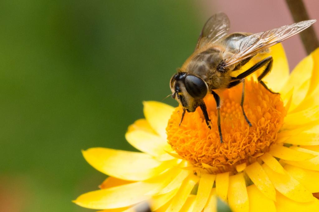 蜂的选择性焦点摄影在黄色pallled花花粉HD墙纸的