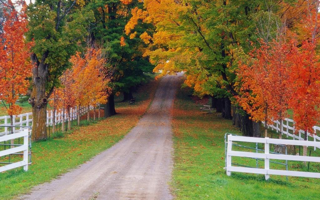 路,篱笆,自然,秋天,森林