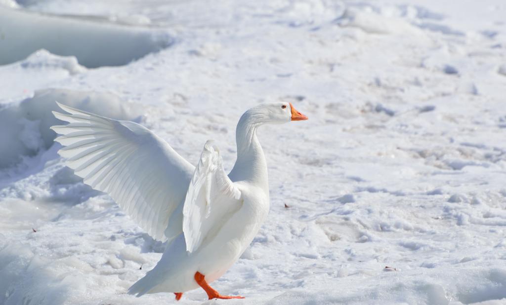 雪地上的大白鹅