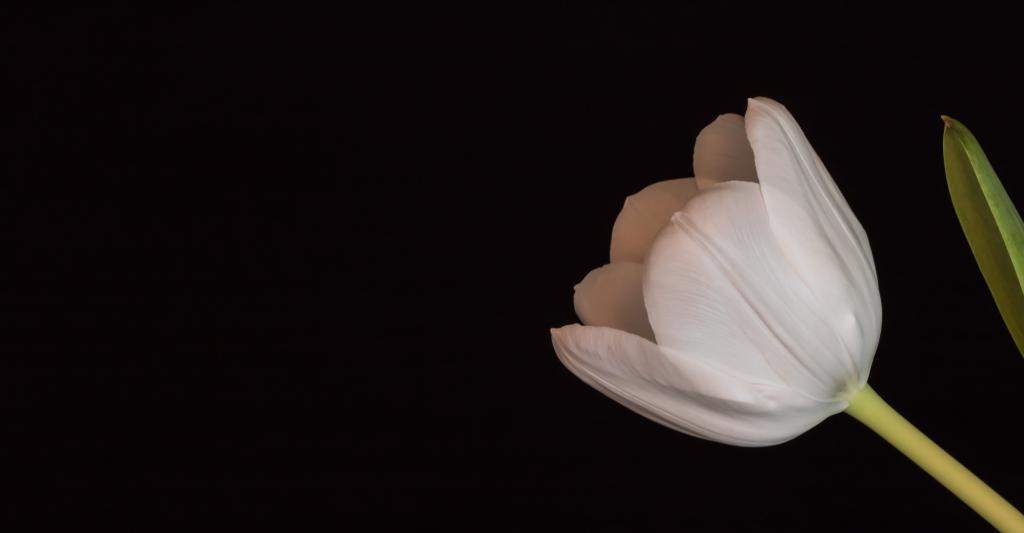 白玫瑰花,郁金香高清壁纸的特写照片