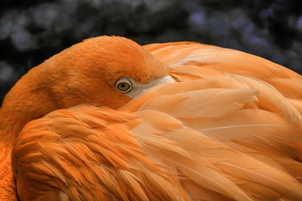 关闭摄影的橙色的鸟,火烈鸟高清壁纸