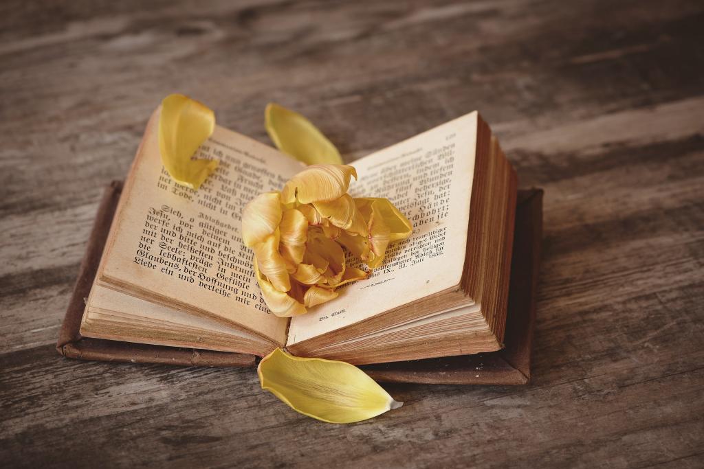 在圣经高清壁纸顶部的黄色petaled花