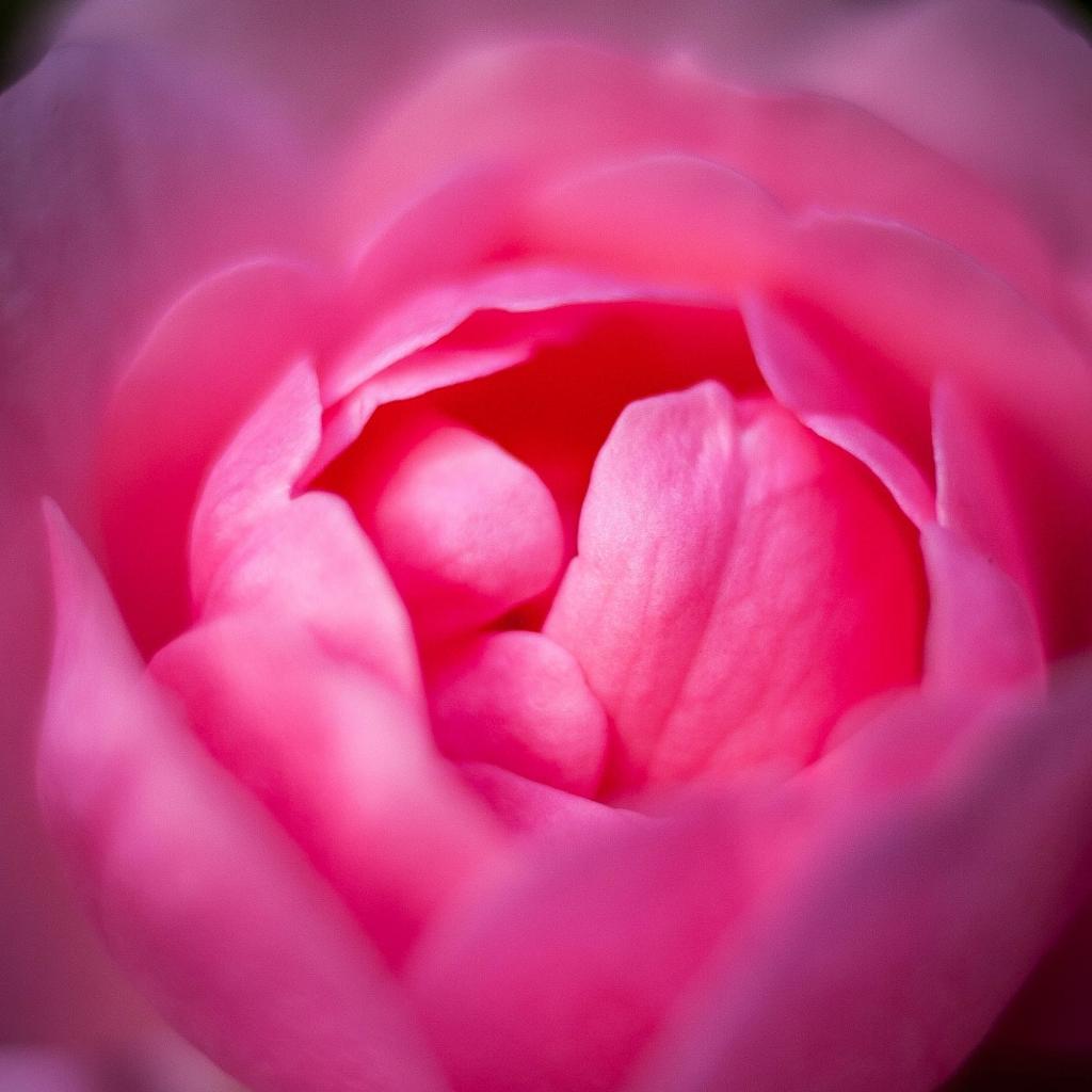 粉色玫瑰花,玫瑰高清壁纸的特写照片