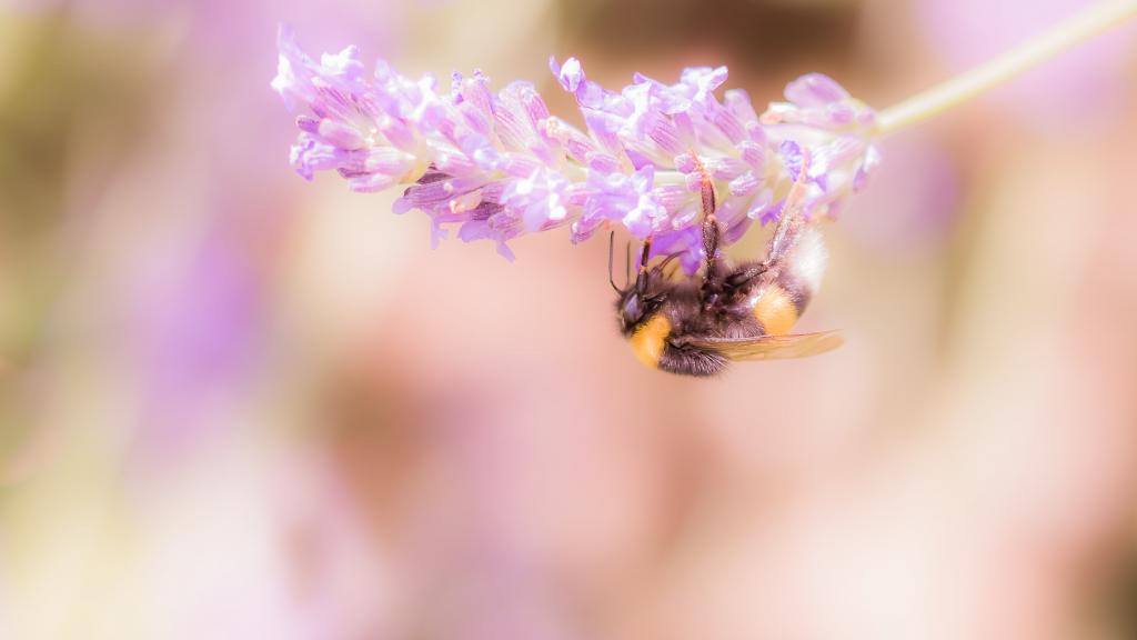 棕色蜜蜂栖息在白色和粉红色的花朵高清壁纸