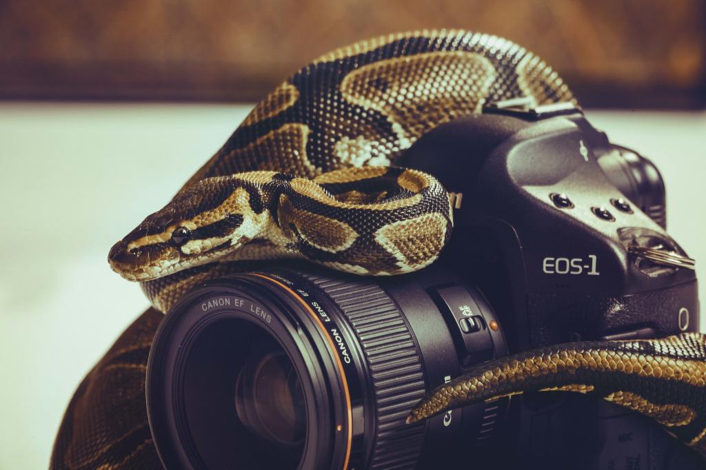 蛇,相机,镜头