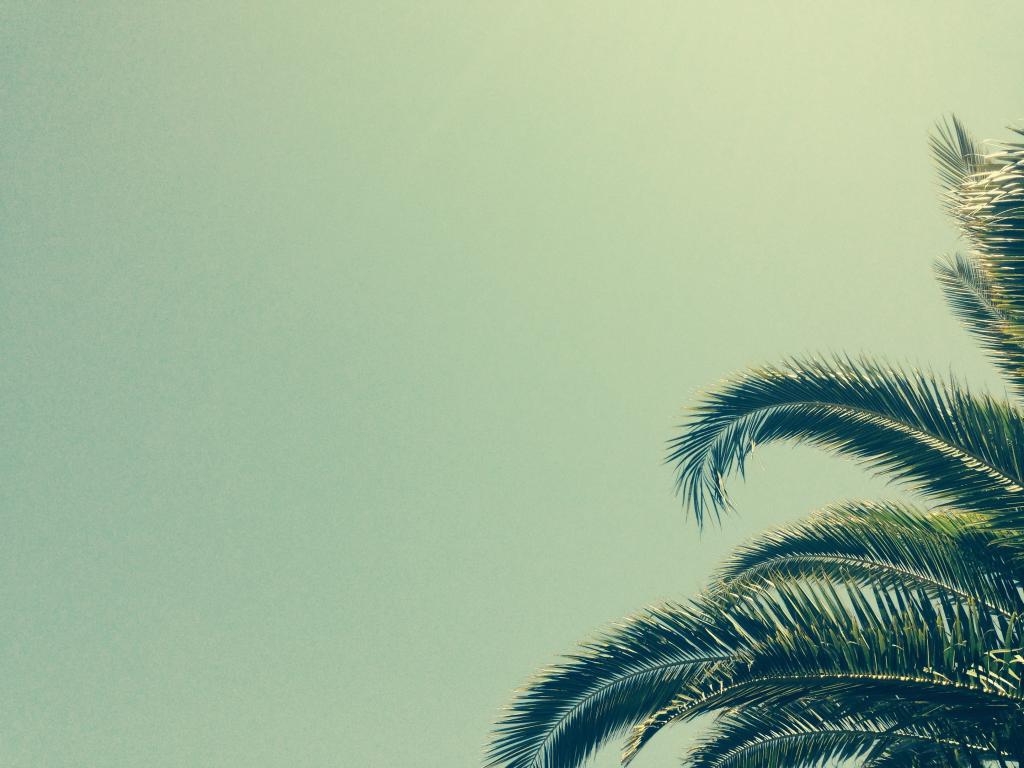棕榈树高清壁纸的高角度摄影