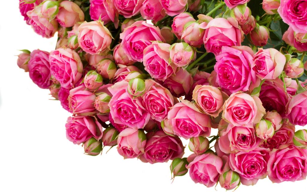 照片,很多,花,玫瑰,粉红色