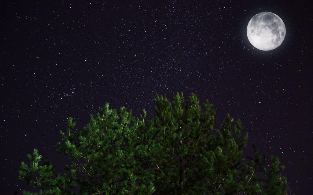 月亮,夜晚,星星,松树,空间