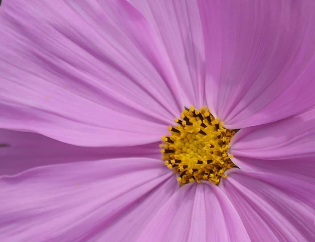 关闭紫色petaled花摄影与黄色花粉HD墙纸的