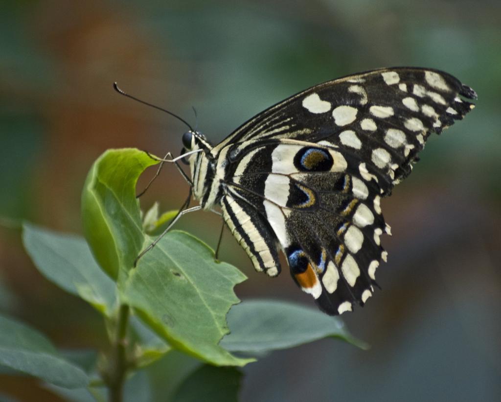 栖息在绿叶植物上的黑色和白色的蝴蝶高清壁纸