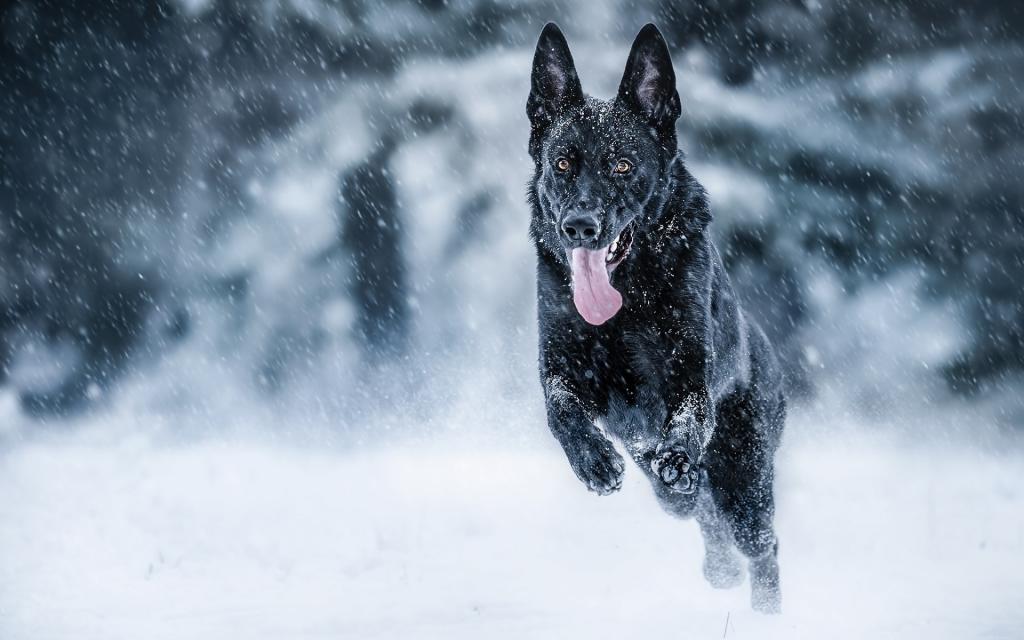 语言,德国牧羊犬,冬天,雪,心情,奔跑,狗