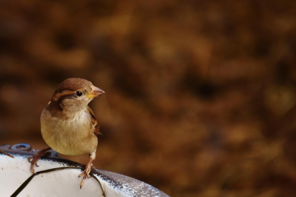 栖息在水盆高清壁纸上的棕色麻雀的选择性焦点摄影