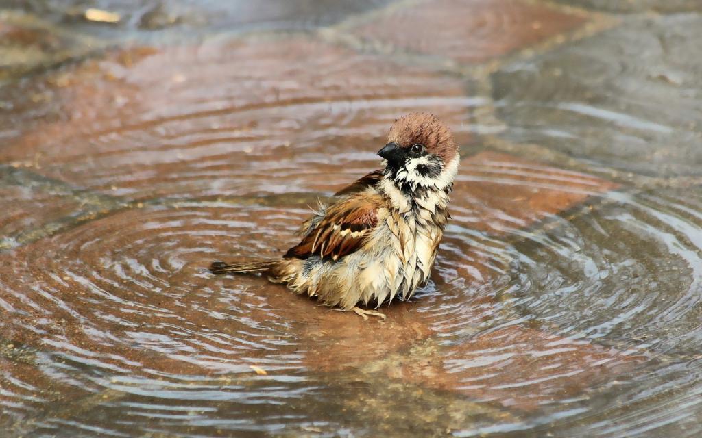 水坑,湿,水,麻雀,鸟,沐浴
