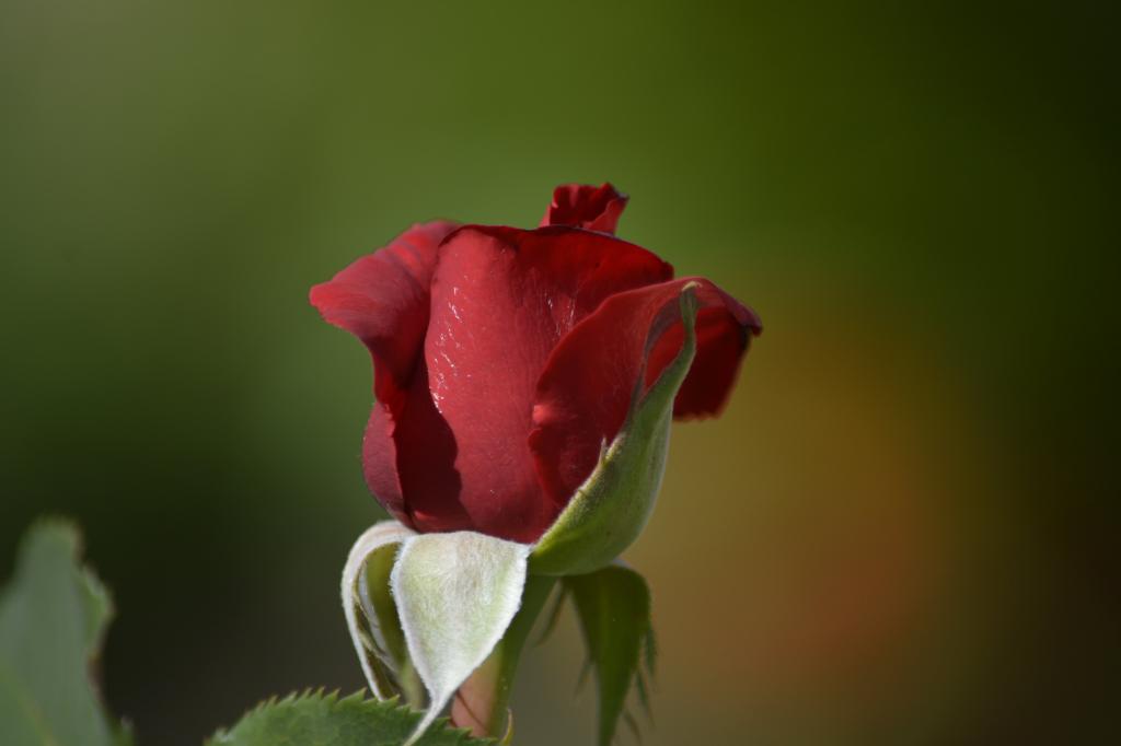 红玫瑰高清壁纸的选择性焦点摄影