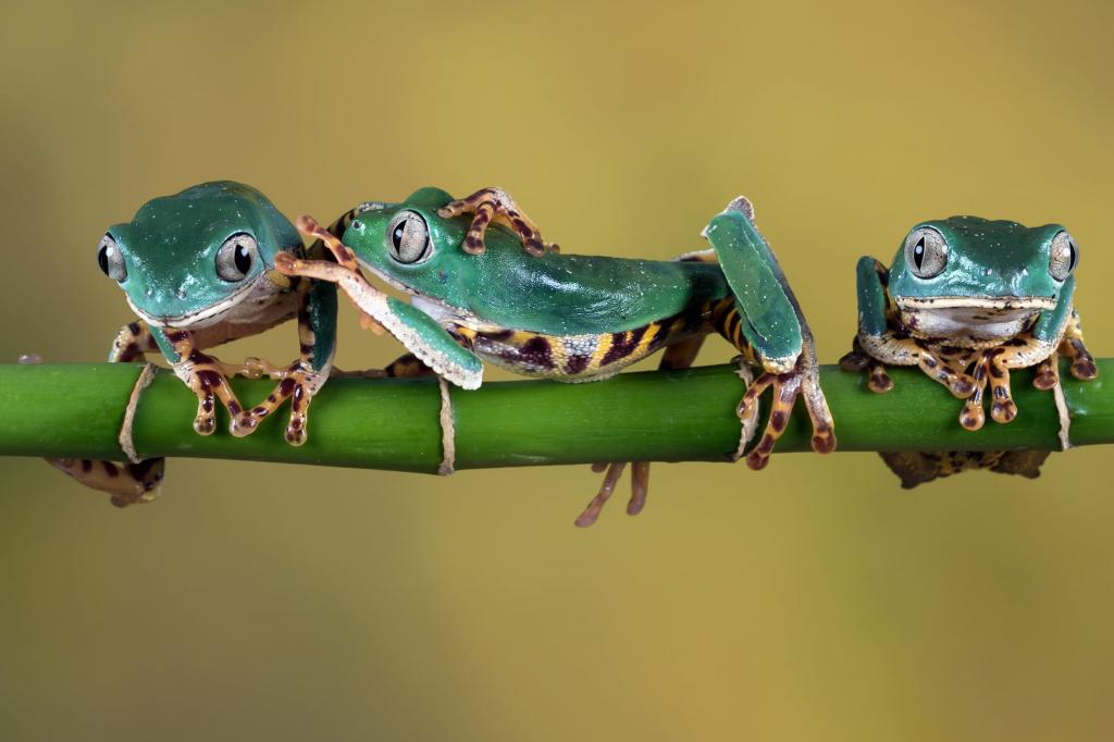 三个绿色青蛙高清壁纸