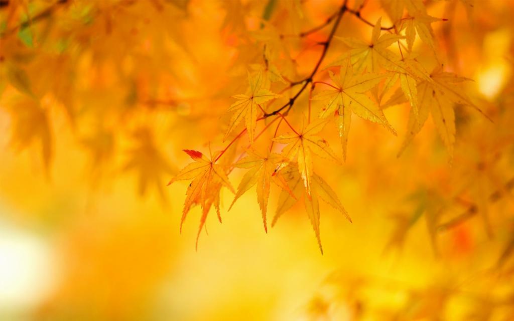 枫树,树,黄色,秋天,树叶
