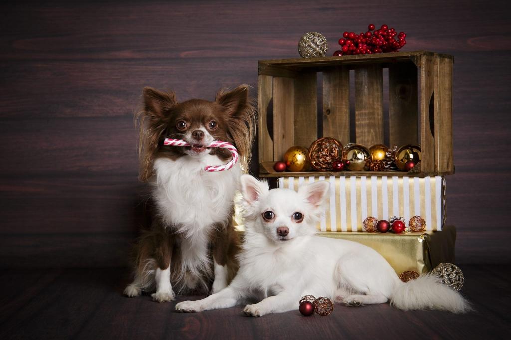 圣诞节,新年,一对夫妇,框,狗,礼物,吉娃娃,球
