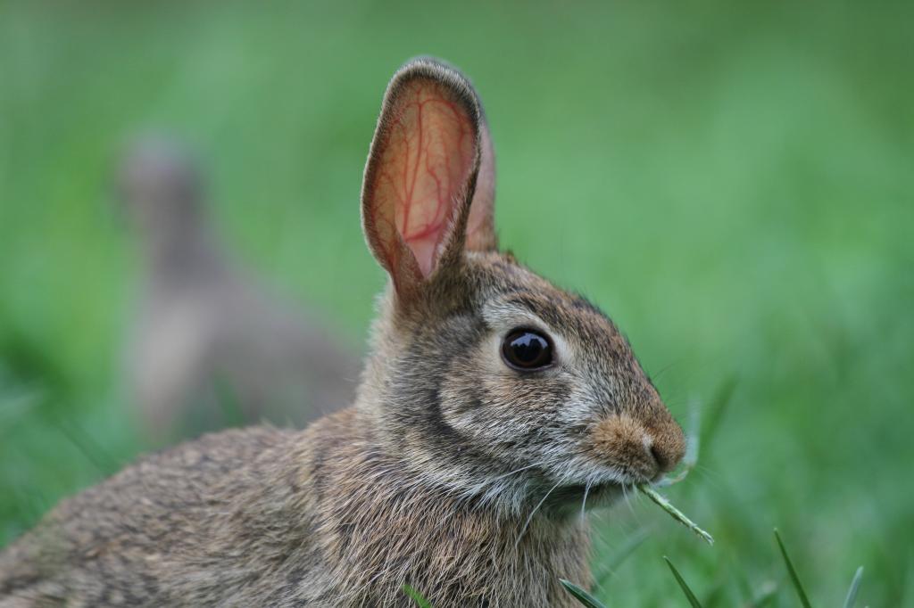 棕色兔子摄影,东部棉尾兔,sylvilagus floridanus高清壁纸