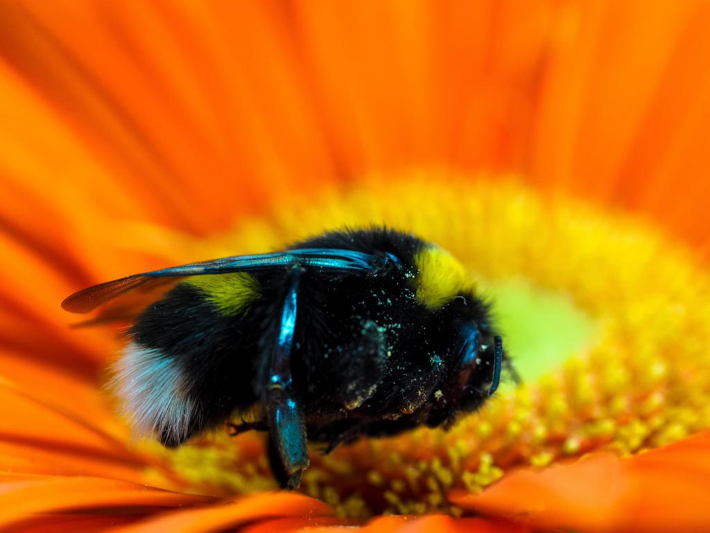 黑色的蜜蜂上橙色花朵高清壁纸